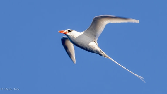 HDS31-25, Day 21, 088A9916 © Martin Anstee - Oceanwide Expeditions.jpg