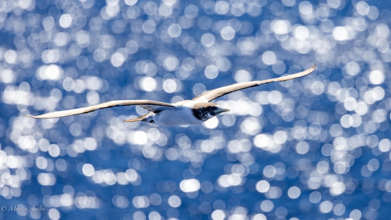 HDS31-25, Day 21, 088A0134-Enhanced-NR © Martin Anstee - Oceanwide Expeditions.jpg