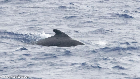 HDS31-25, Day 21, 20250412-398A7840 © Marijke de Boer - Oceanwide Expeditions.jpg