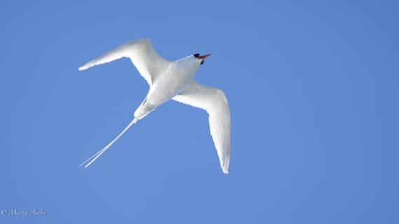 HDS31-25, Day 21, 088A9922 © Martin Anstee - Oceanwide Expeditions.jpg