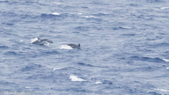 HDS31-25, Day 21, 20250412-398A7885 © Marijke de Boer - Oceanwide Expeditions.jpg