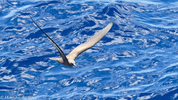 HDS31-25, Day 21, 20250412-398A7964 © Marijke de Boer - Oceanwide Expeditions.jpg