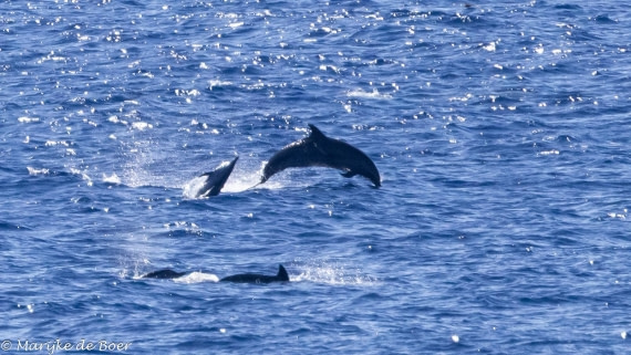 HDS31-25, Day 21, 20250412-398A8108 © Marijke de Boer - Oceanwide Expeditions.jpg