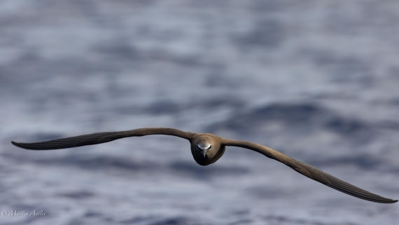 HDS31-25, Day 23, 088A0129-Enhanced-NR © Martin Anstee - Oceanwide Expeditions.jpg