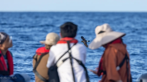 HDS31-25, Day 23, 088A0198 © Martin Anstee - Oceanwide Expeditions.jpg