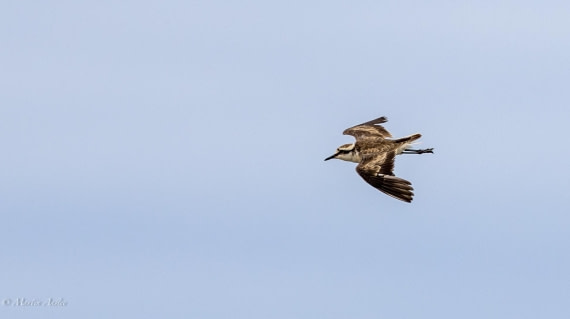 HDS31-25, Day 23, 088A9975-Enhanced-NR © Martin Anstee - Oceanwide Expeditions.jpg