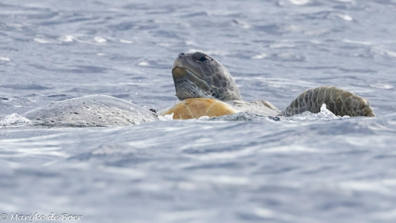 HDS31-25, Day 23, 20250414-398A8167 © Marijke de Boer - Oceanwide Expeditions.jpg