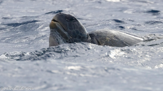 HDS31-25, Day 23, 20250414-398A8200 © Marijke de Boer - Oceanwide Expeditions.jpg