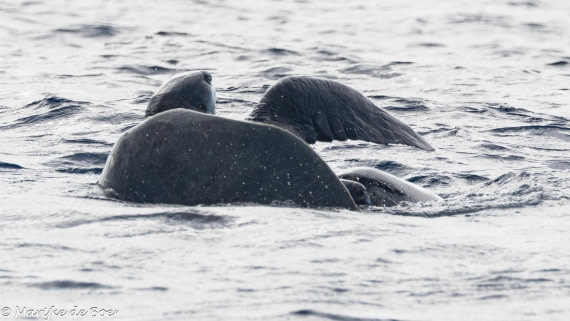HDS31-25, Day 23, 20250414-398A8252 © Marijke de Boer - Oceanwide Expeditions.jpg