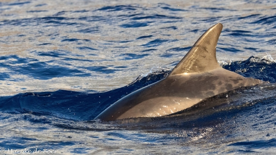 HDS31-25, Day 23, 20250414-398A8400 © Marijke de Boer - Oceanwide Expeditions.jpg