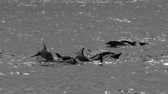 HDS31-25, Day 24, 088A0324-Enhanced-NR © Martin Anstee - Oceanwide Expeditions.jpg