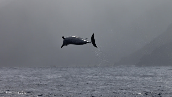 HDS31-25, Day 24, 088A0330 © Martin Anstee - Oceanwide Expeditions.jpg