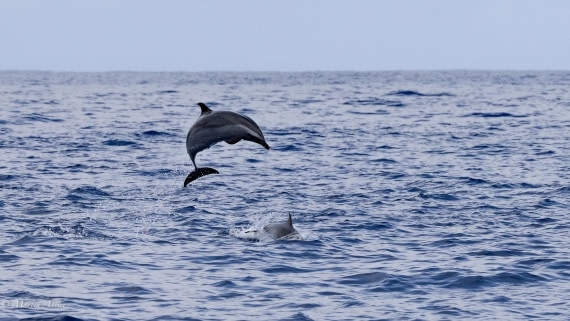 HDS31-25, Day 24, 088A0339-Enhanced-NR © Martin Anstee - Oceanwide Expeditions.jpg