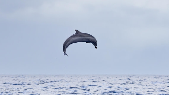 HDS31-25, Day 24, 088A0342-Enhanced-NR © Martin Anstee - Oceanwide Expeditions.jpg