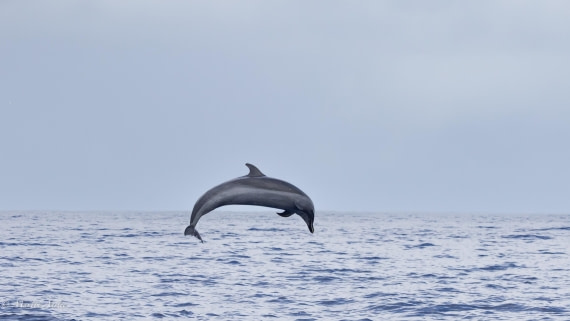 HDS31-25, Day 24, 088A0344-Enhanced-NR © Martin Anstee - Oceanwide Expeditions.jpg