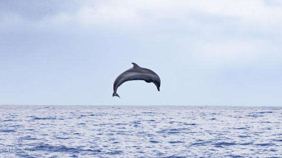 HDS31-25, Day 24, 088A0343-Enhanced-NR © Martin Anstee - Oceanwide Expeditions.jpg