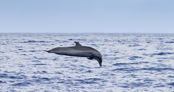 HDS31-25, Day 24, 088A0345-Enhanced-NR © Martin Anstee - Oceanwide Expeditions.jpg
