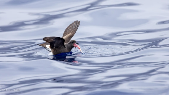 HDS31-25, Day 24, 088A0391-Enhanced-NR © Martin Anstee - Oceanwide Expeditions.jpg