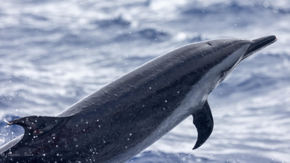 HDS31-25, Day 24, 088A0370 © Martin Anstee - Oceanwide Expeditions.jpg