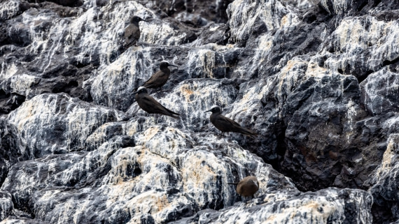 HDS31-25, Day 24, 088A0426 © Martin Anstee - Oceanwide Expeditions.jpg