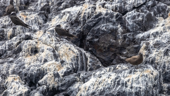 HDS31-25, Day 24, 088A0432 © Martin Anstee - Oceanwide Expeditions.jpg