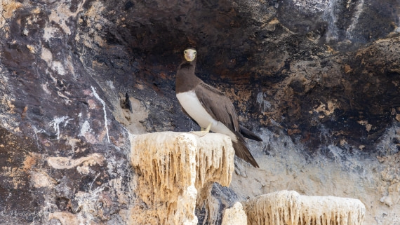 HDS31-25, Day 24, 088A0466-Enhanced-NR © Martin Anstee - Oceanwide Expeditions.jpg