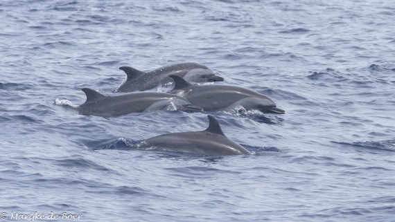 HDS31-25, Day 24, 20250415-398A8569 © Marijke de Boer - Oceanwide Expeditions.jpg