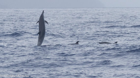 HDS31-25, Day 24, 20250415-398A8609 © Marijke de Boer - Oceanwide Expeditions.jpg