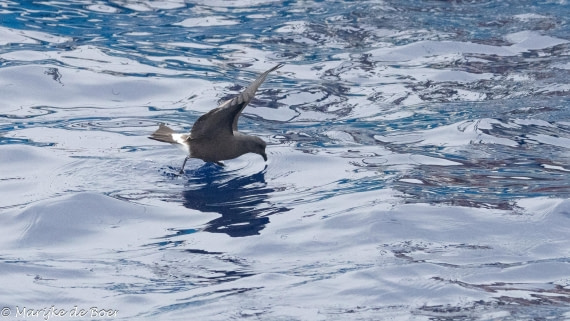 HDS31-25, Day 24, 20250415-398A8703 © Marijke de Boer - Oceanwide Expeditions.jpg