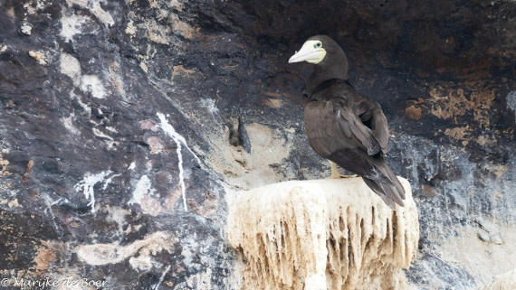 HDS31-25, Day 24, 20250415-398A8758 © Marijke de Boer - Oceanwide Expeditions.jpg