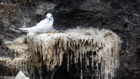 HDS31-25, Day 24, 20250415-398A8774 © Marijke de Boer - Oceanwide Expeditions.jpg