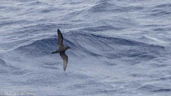HDS32-25, Day 2, 20250416-398A8847 © Marijke de Boer - Oceanwide Expeditions.jpg