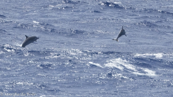 HDS32-25, Day 2, 20250416-398A8876 © Marijke de Boer - Oceanwide Expeditions.jpg