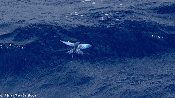 HDS32-25, Day 3, 20250417-398A8908 © Marijke de Boer - Oceanwide Expeditions.jpg