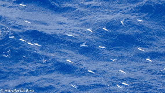 HDS32-25, Day 3, 20250417-398A8920 © Marijke de Boer - Oceanwide Expeditions.jpg