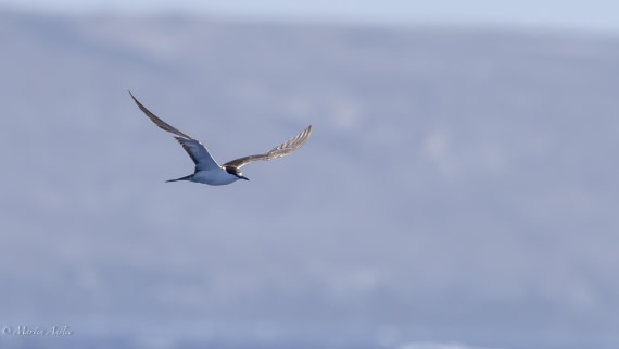 HDS32-25, Day 4, 088A0628-Enhanced-NR © Martin Anstee - Oceanwide Expeditions.jpg