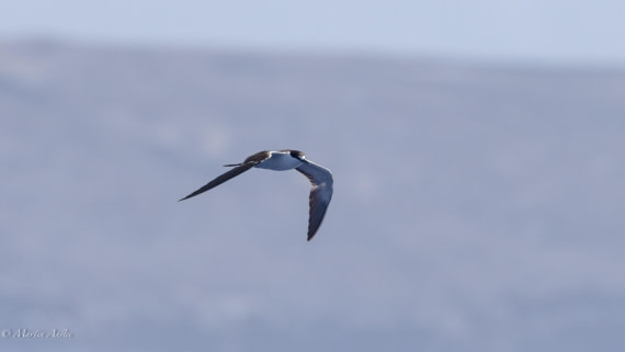 HDS32-25, Day 4, 088A0629 © Martin Anstee - Oceanwide Expeditions.jpg