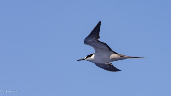 HDS32-25, Day 4, 088A0653-Enhanced-NR © Martin Anstee - Oceanwide Expeditions.jpg