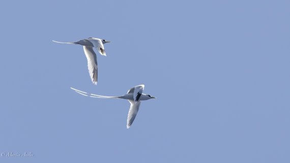 HDS32-25, Day 4, 088A0702-Enhanced-NR © Martin Anstee - Oceanwide Expeditions.jpg