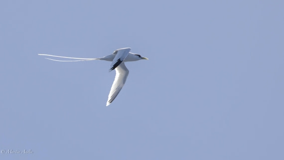 HDS32-25, Day 4, 088A0704-Enhanced-NR © Martin Anstee - Oceanwide Expeditions.jpg