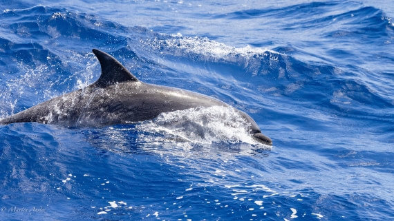 HDS32-25, Day 4, 088A0810 © Martin Anstee - Oceanwide Expeditions.jpg