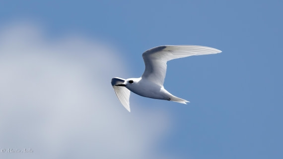 HDS32-25, Day 4, 088A0833-Enhanced-NR © Martin Anstee - Oceanwide Expeditions.jpg