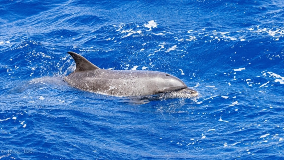 HDS32-25, Day 4, 088A0813 © Martin Anstee - Oceanwide Expeditions.jpg