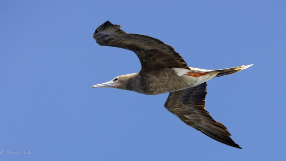 HDS32-25, Day 4, 088A0878-Enhanced-NR © Martin Anstee - Oceanwide Expeditions.jpg