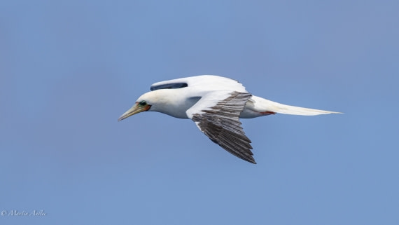 HDS32-25, Day 4, 088A0881 © Martin Anstee - Oceanwide Expeditions.jpg