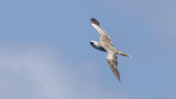 HDS32-25, Day 4, 088A0885 © Martin Anstee - Oceanwide Expeditions.jpg