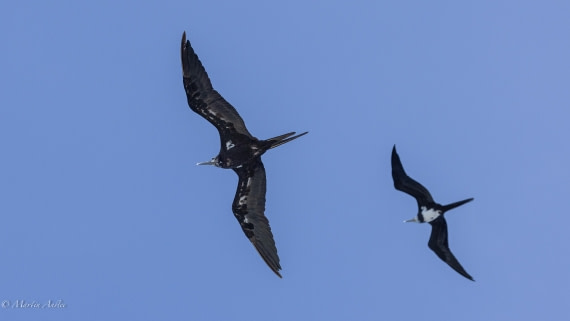 HDS32-25, Day 4, 088A0918 © Martin Anstee - Oceanwide Expeditions.jpg