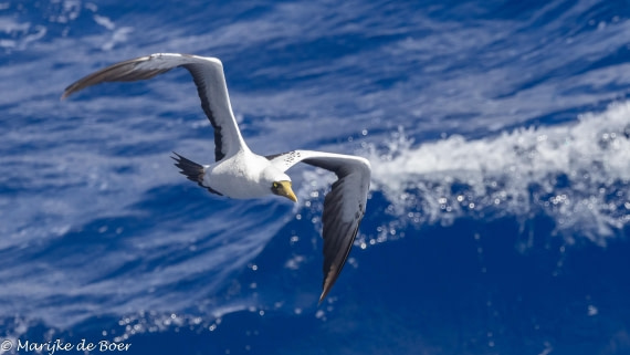 HDS32-25, Day 4, 20250418-398A9001 © Marijke de Boer - Oceanwide Expeditions.jpg