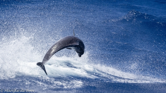 HDS32-25, Day 4, 20250418-398A9073 © Marijke de Boer - Oceanwide Expeditions.jpg