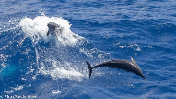 HDS32-25, Day 4, 20250418-398A9125 © Marijke de Boer - Oceanwide Expeditions.jpg